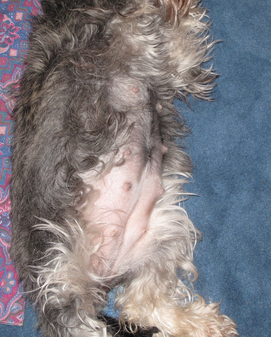 Miniature schnauzer best sale 6 weeks pregnant